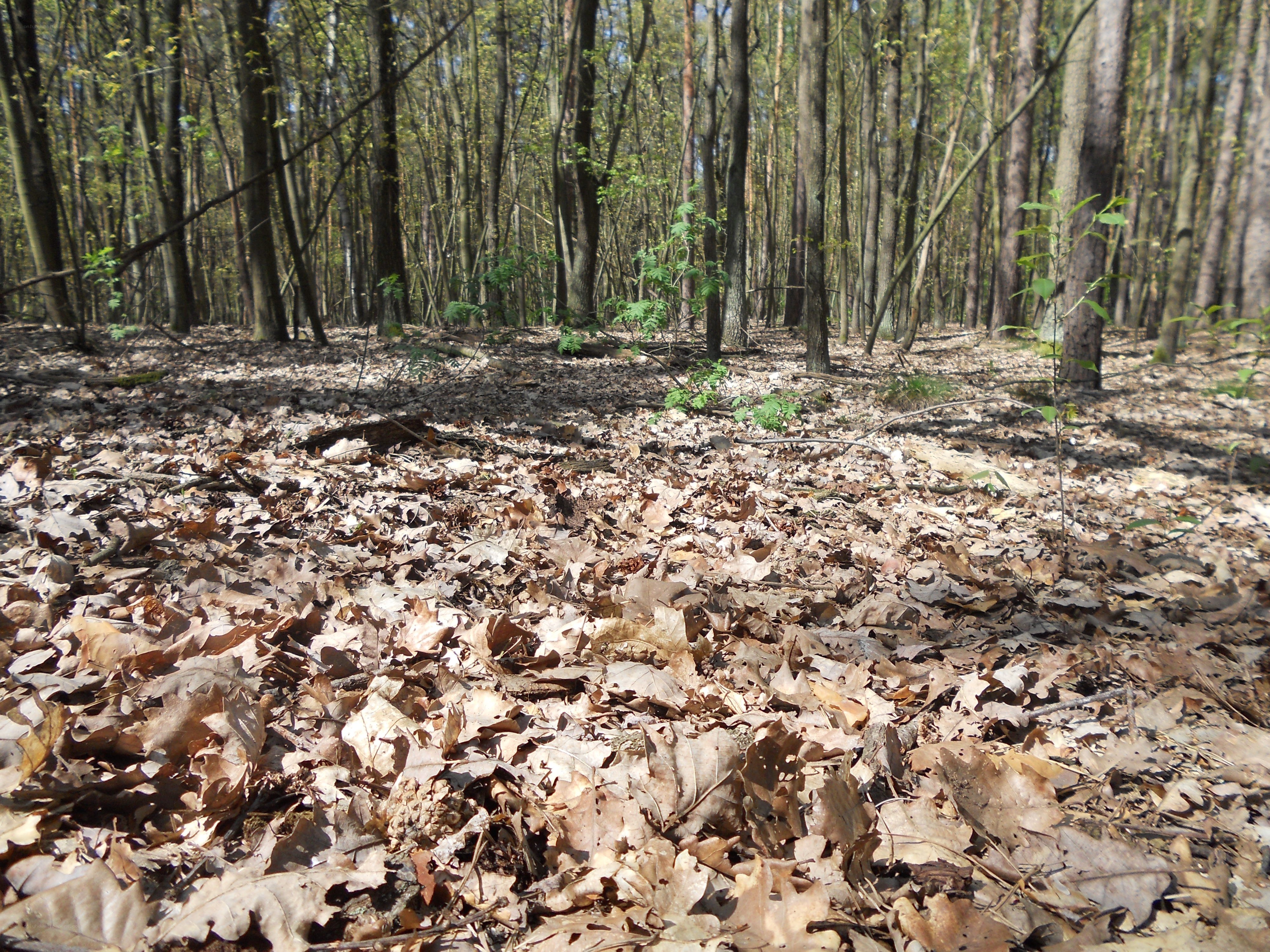 Forest floor covered in leaves