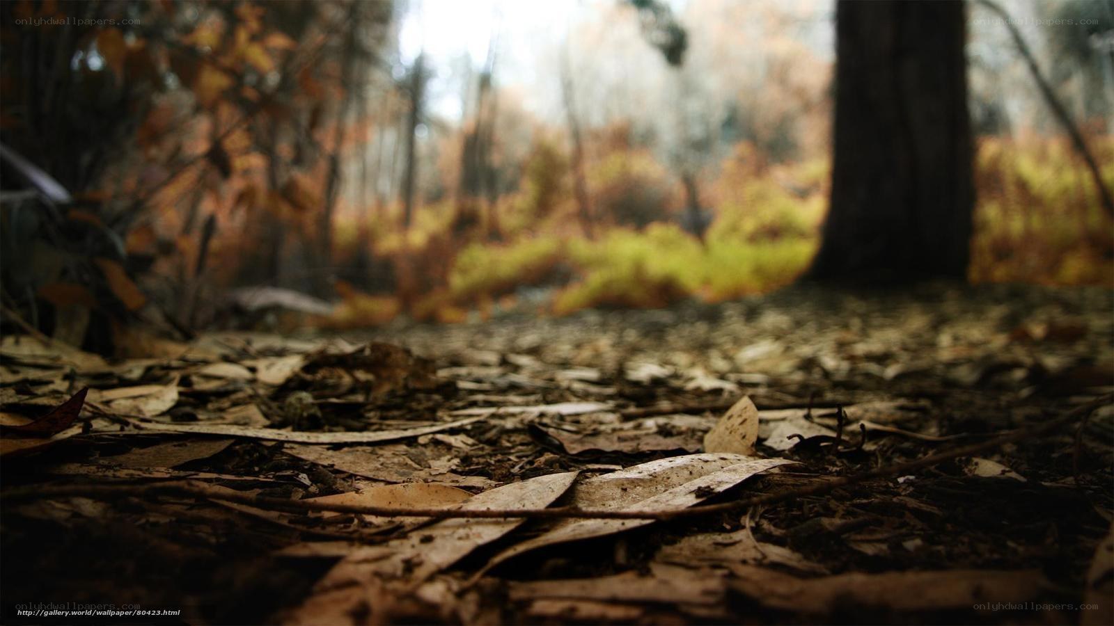 Forest floor in autumn