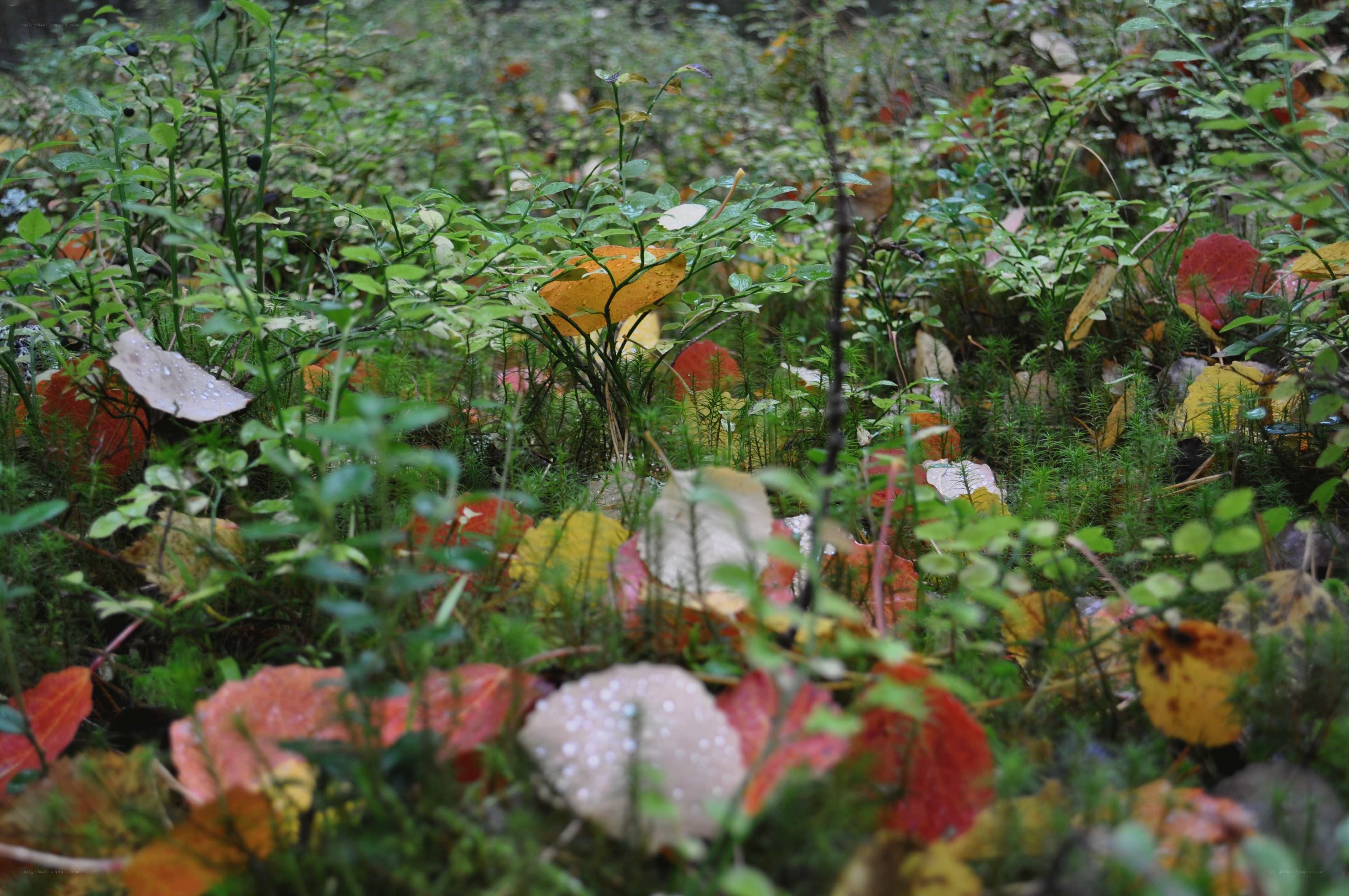 Forest floor with autumn leaves