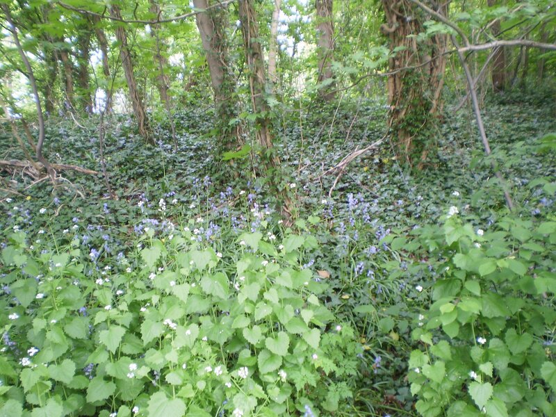 Forest floor with bluebells and ivy