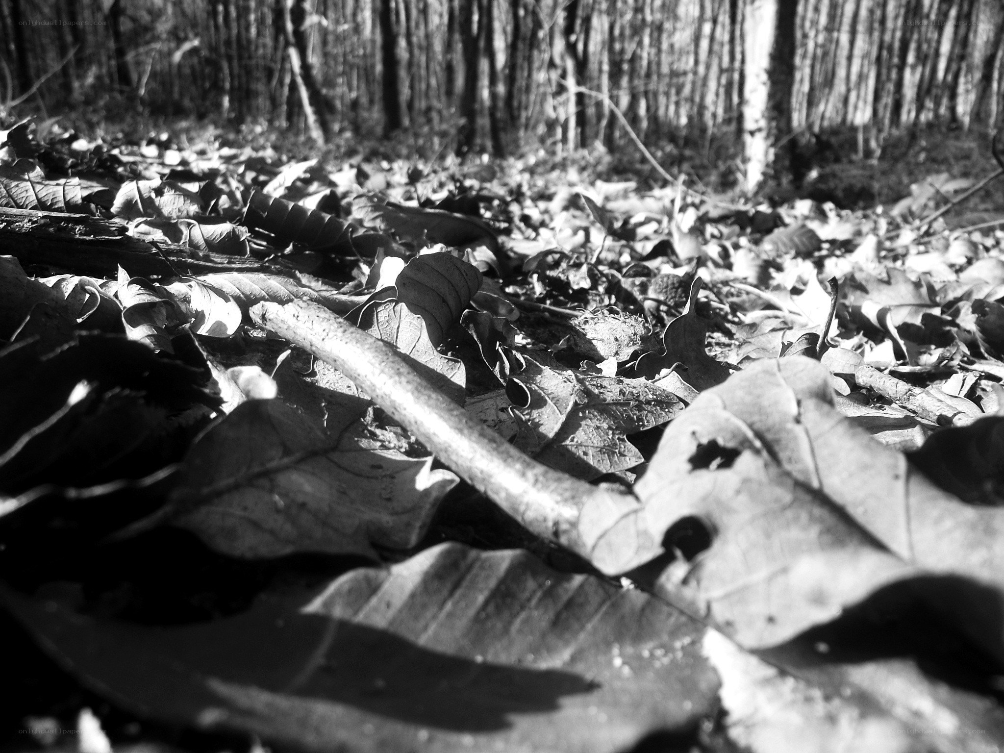 Forest floor with fallen leaves