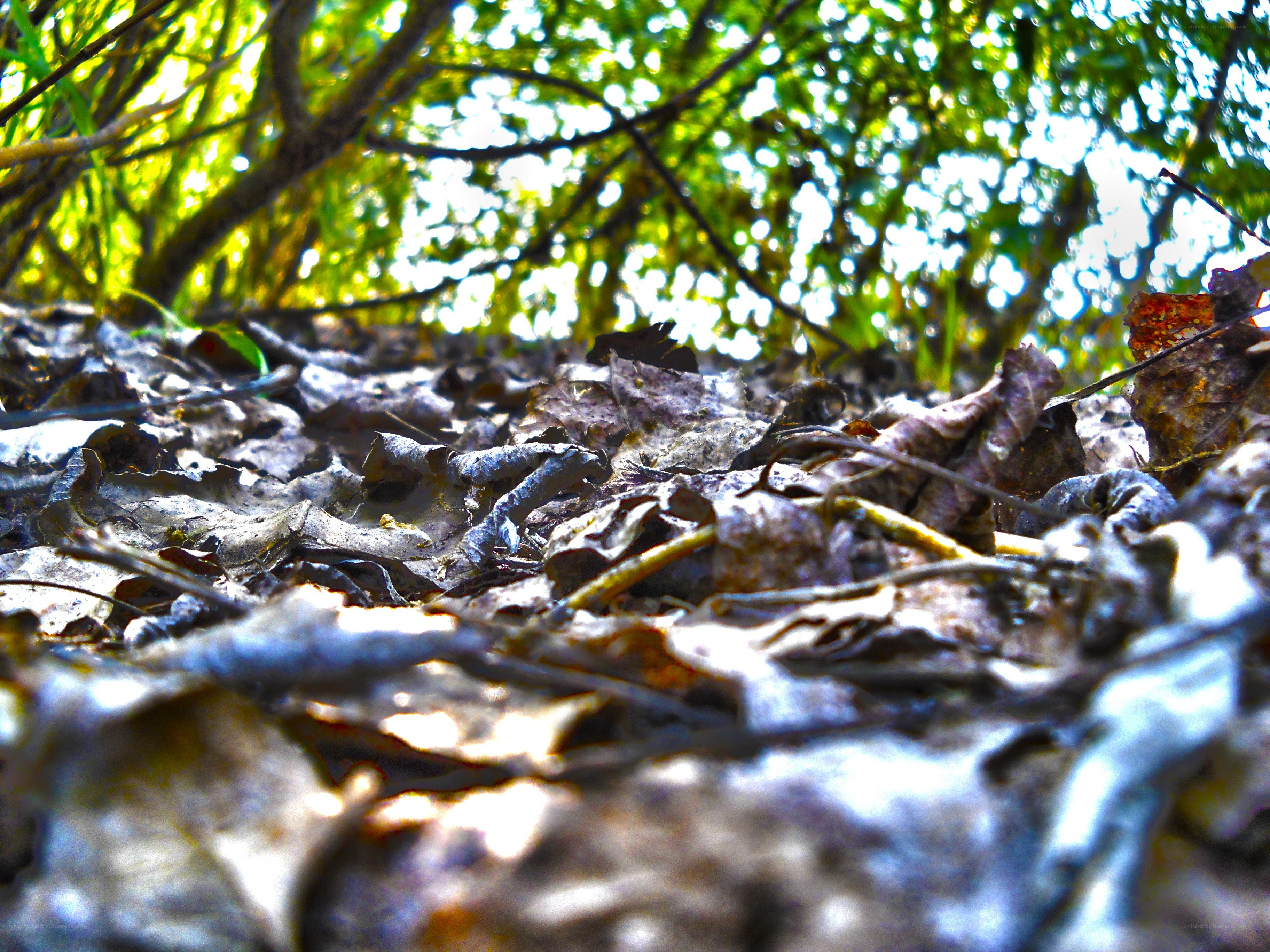 Forest floor with fallen leaves
