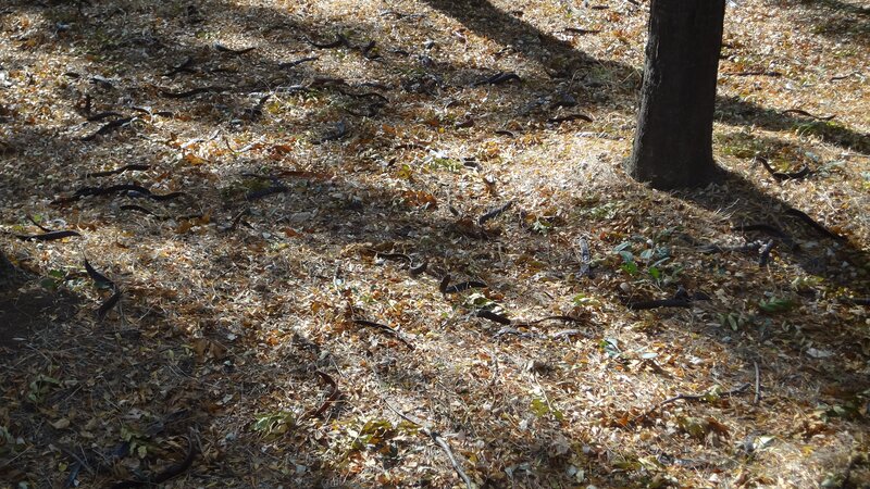 Forest floor with fallen leaves