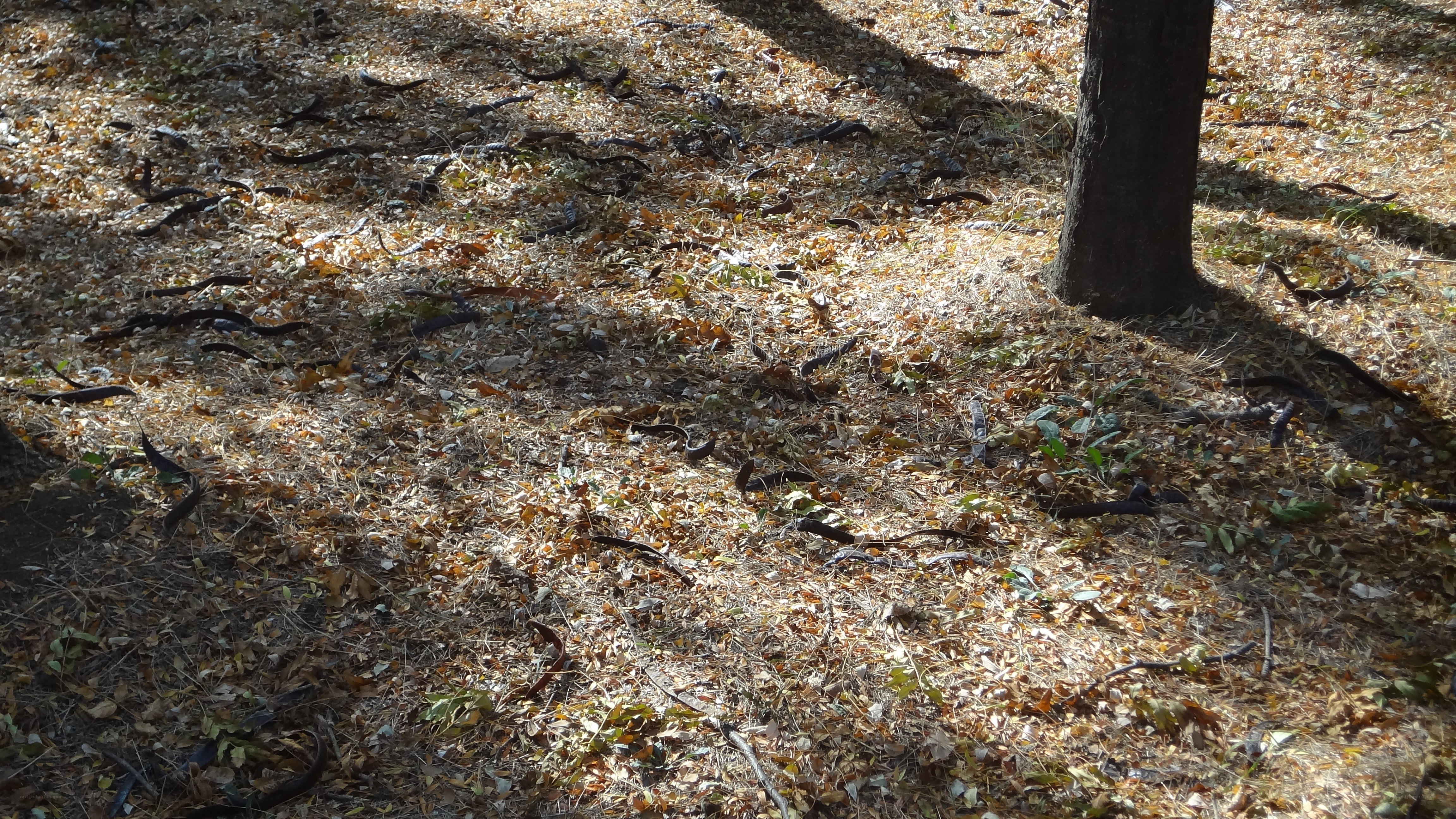 Forest floor with fallen leaves
