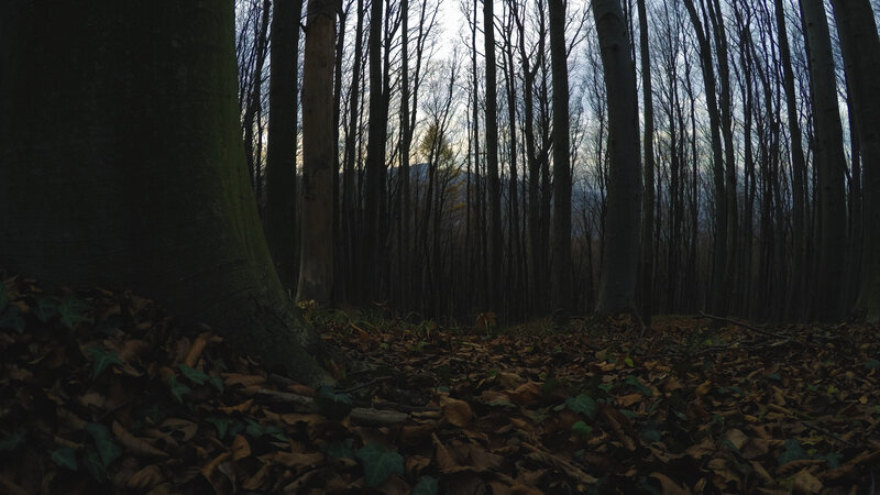 Forest Floor with Fallen Leaves — Brown, Somber