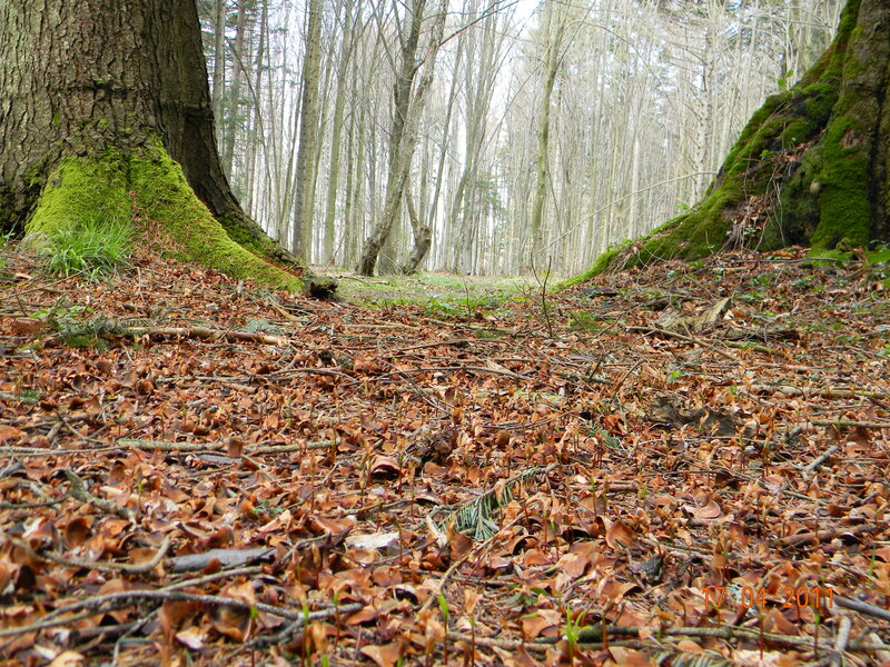 Forest Floor with Fallen Leaves — Brown