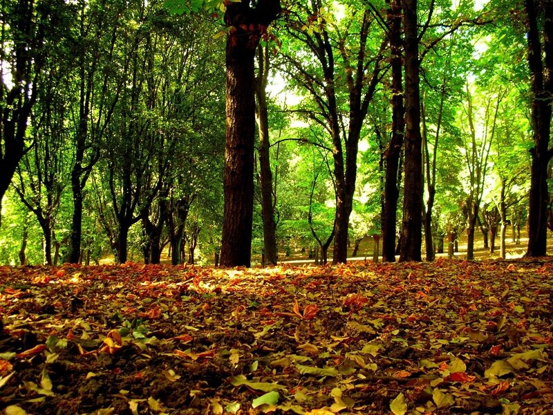 Forest Floor with Fallen Leaves — Green, Serene