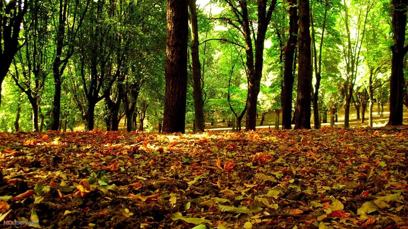 Forest Floor with Fallen Leaves — Green