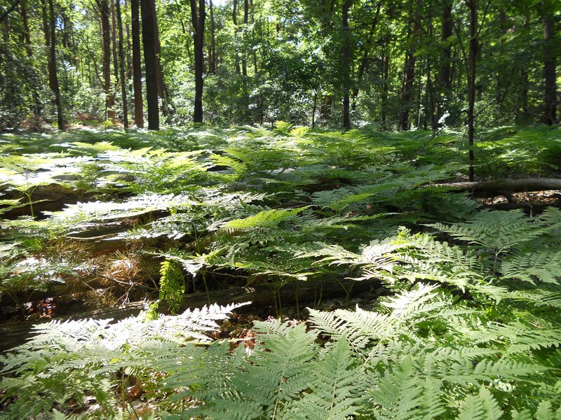 Forest floor with ferns
