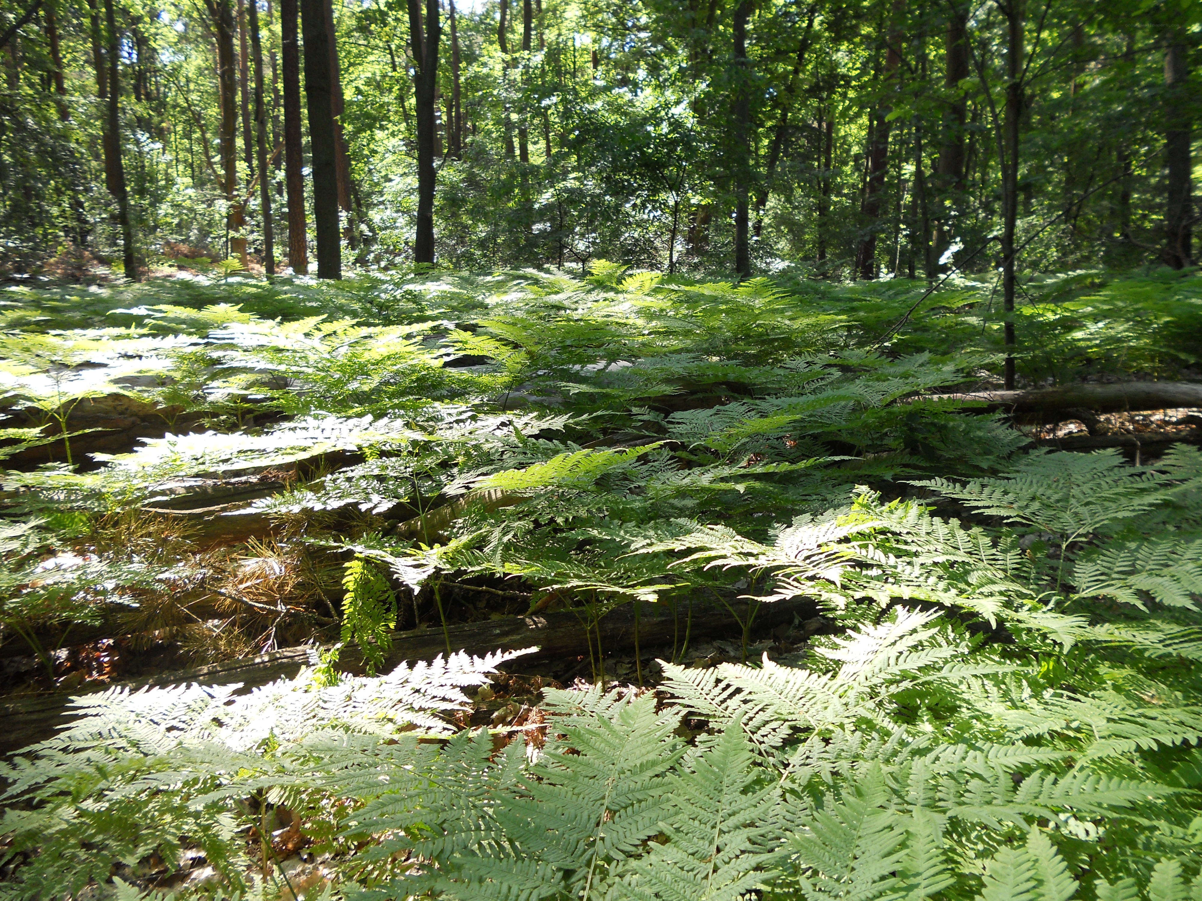 Forest floor with ferns