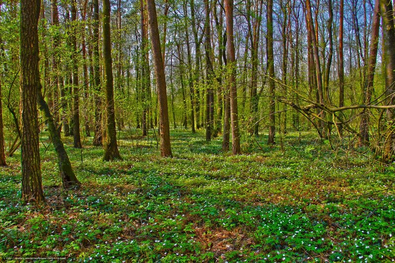 Forest Floor with Flowers — Green, Serene, Spring