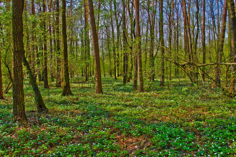 Forest Floor with Flowers — Green, Serene