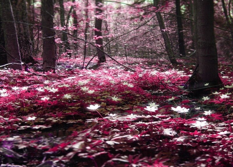 Forest Floor with Flowers — Pink