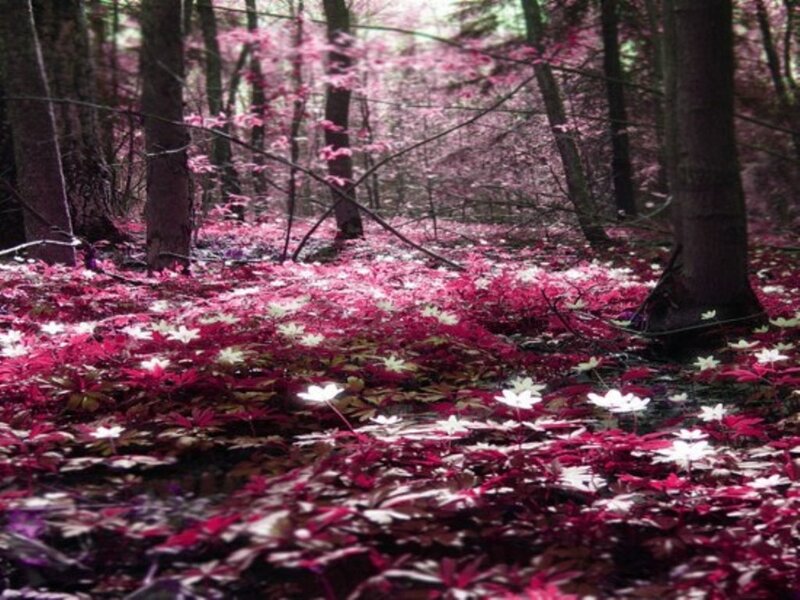 Forest Floor with Flowers