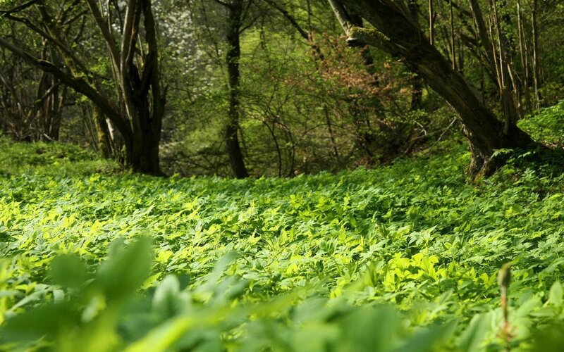 Forest floor with green foliage
