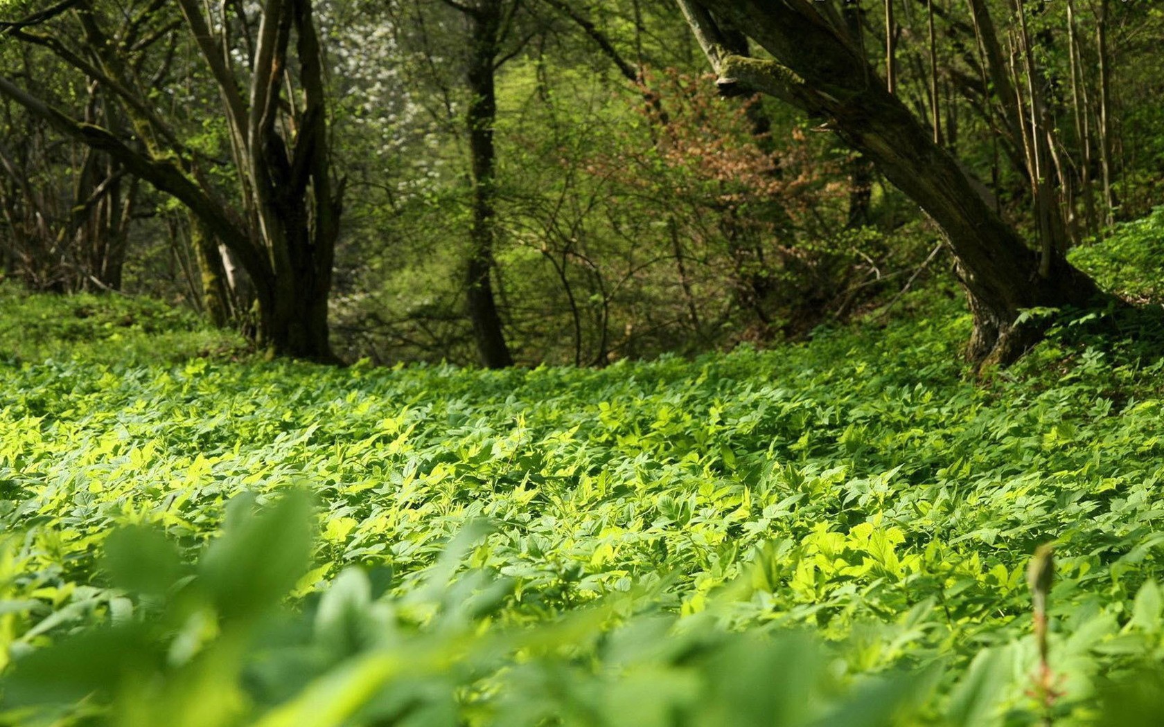 Forest floor with green foliage