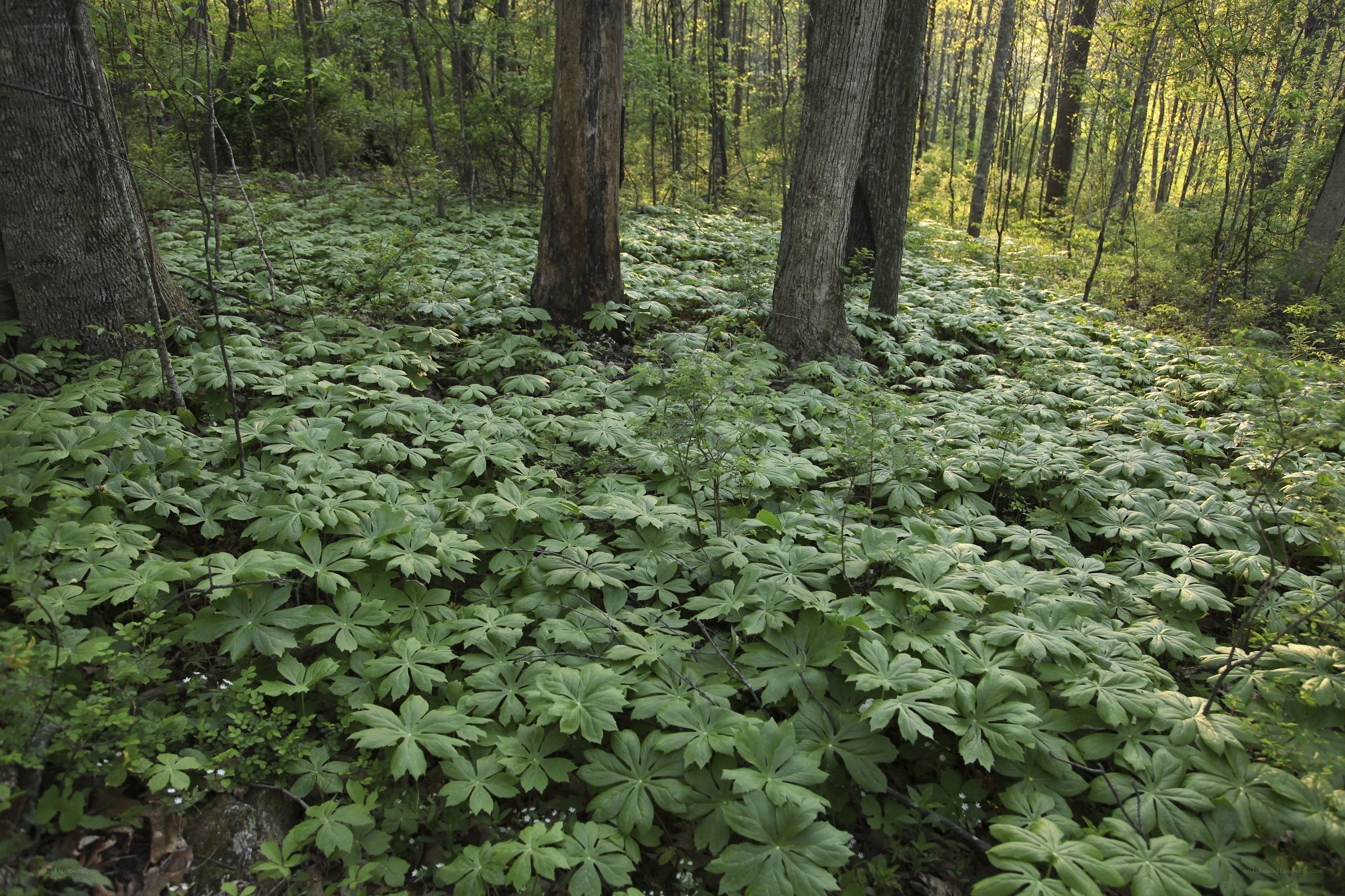 Forest floor with green foliage