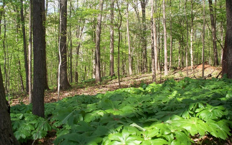 Forest Floor with Green Plants — Serene