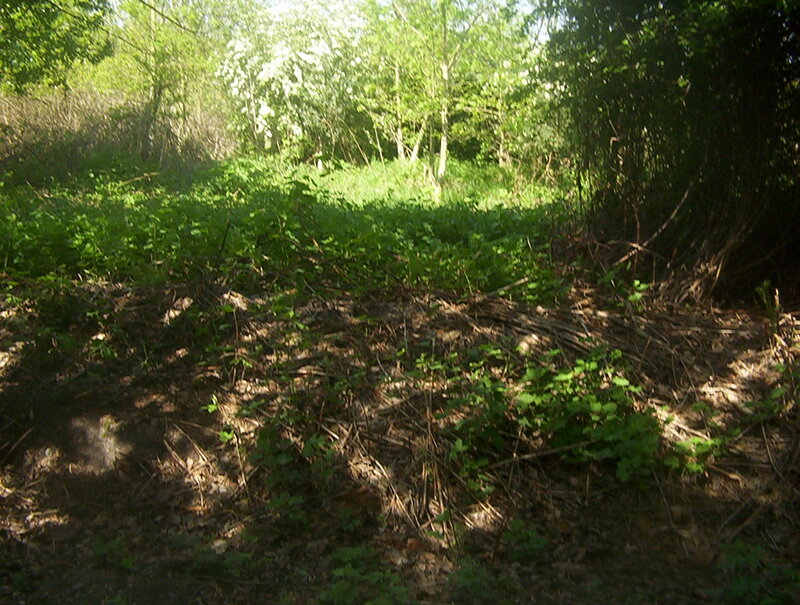 Forest Floor with Green Plants