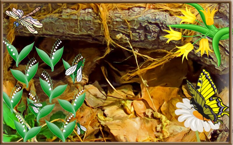 Forest Floor with Insects