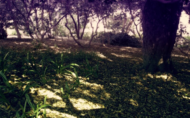 Forest Floor with Leaves — Green, Serene