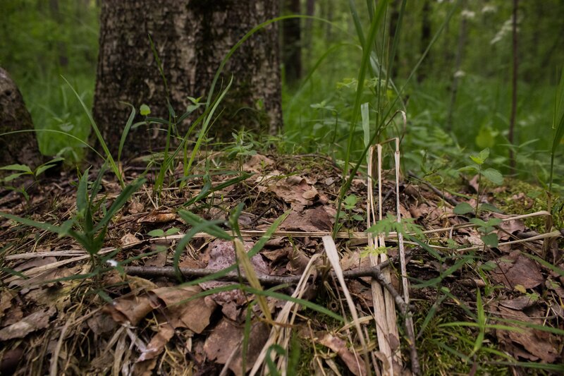 Forest Floor with Leaves — Green