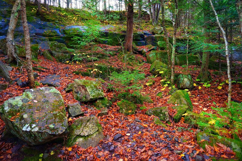 Forest Floor with Leaves — Orange