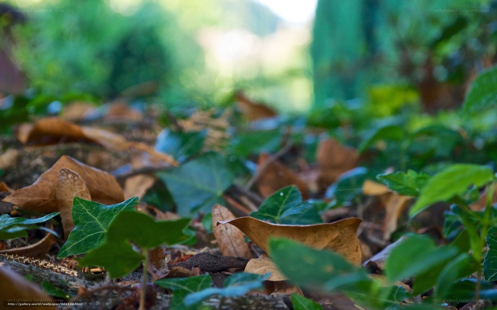 Forest floor with leaves