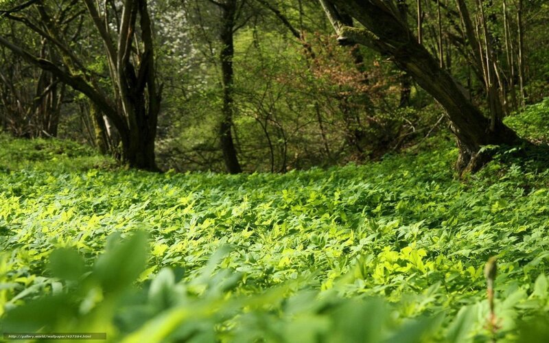 Forest floor with lush greenery