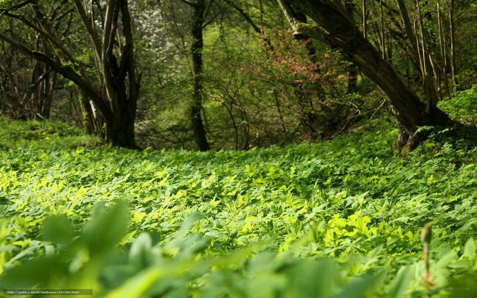 Forest floor with lush greenery