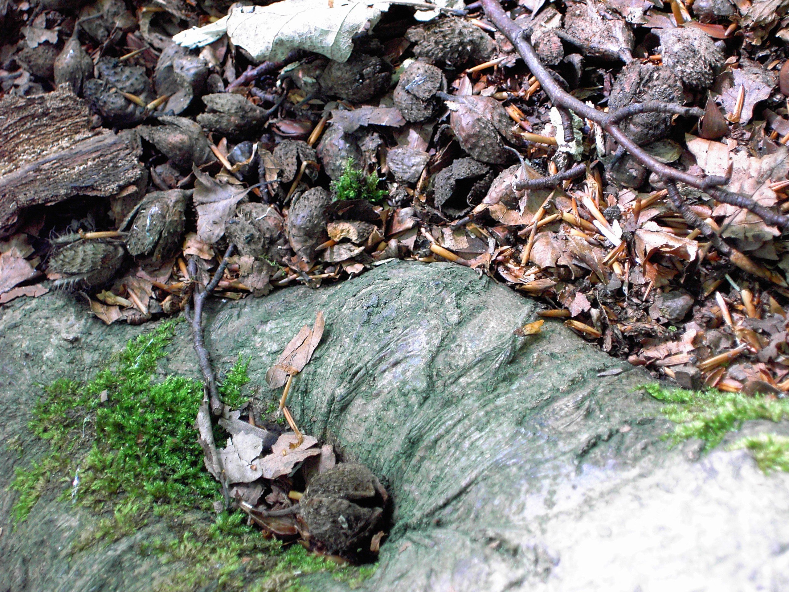 Forest floor with moss and acorns