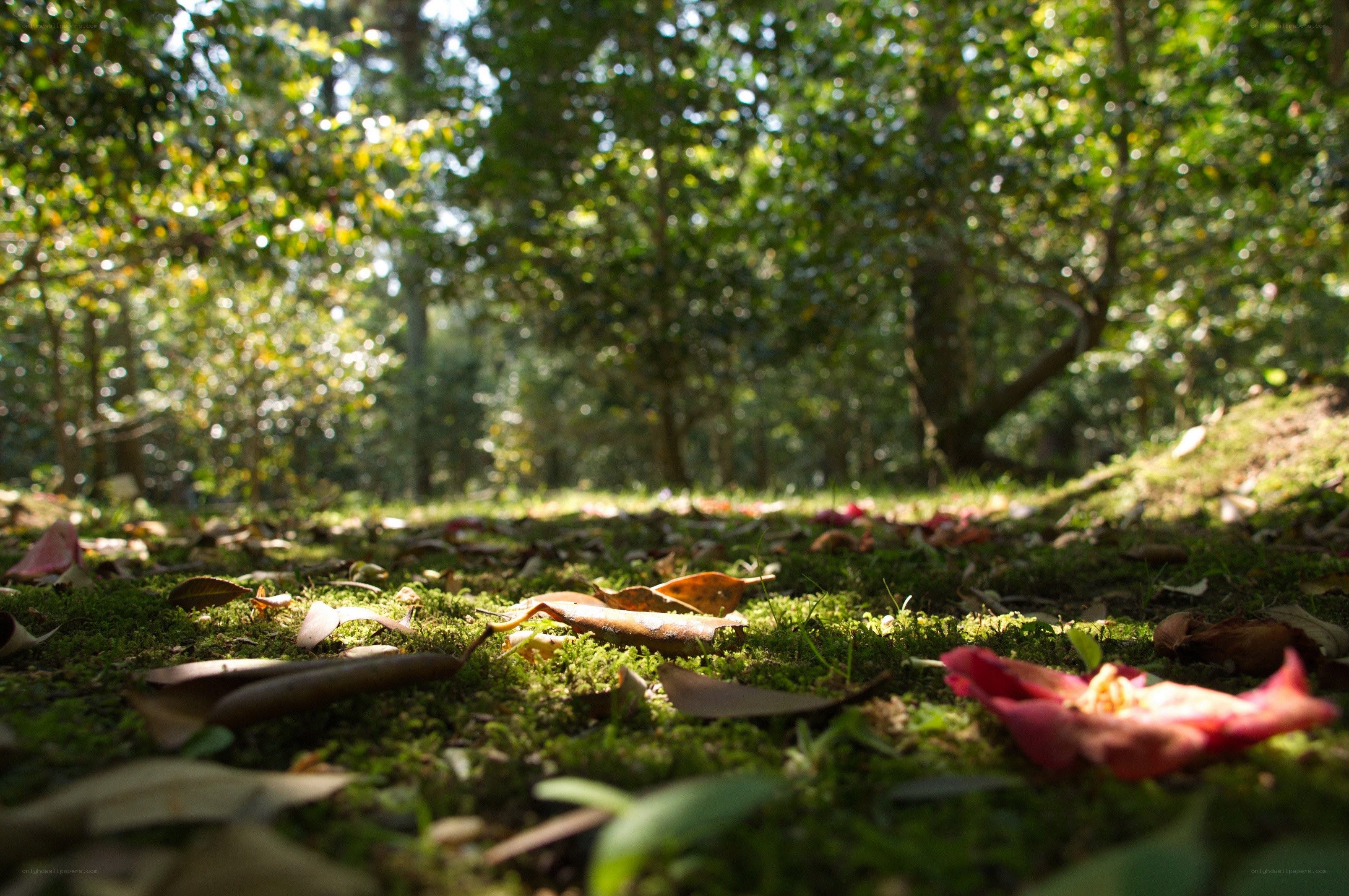 Forest floor with moss and fallen leaves