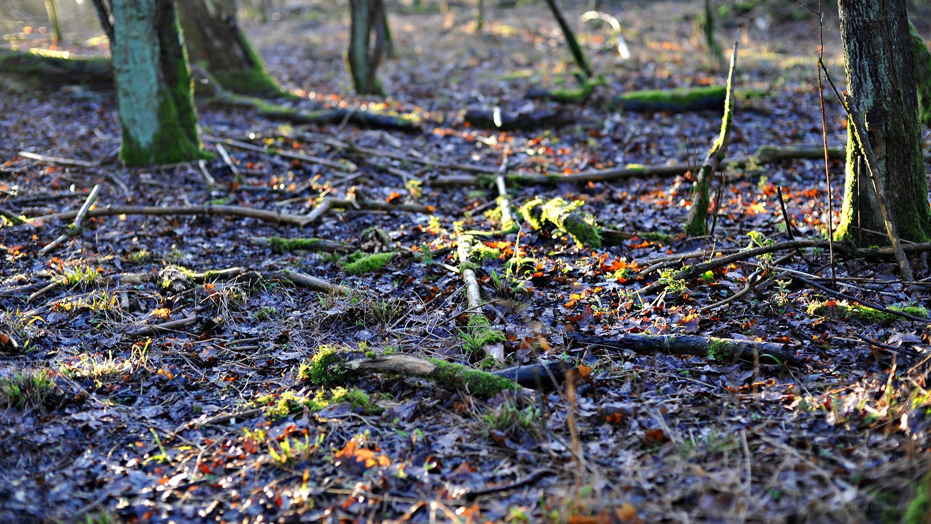 Forest floor with moss and fallen leaves