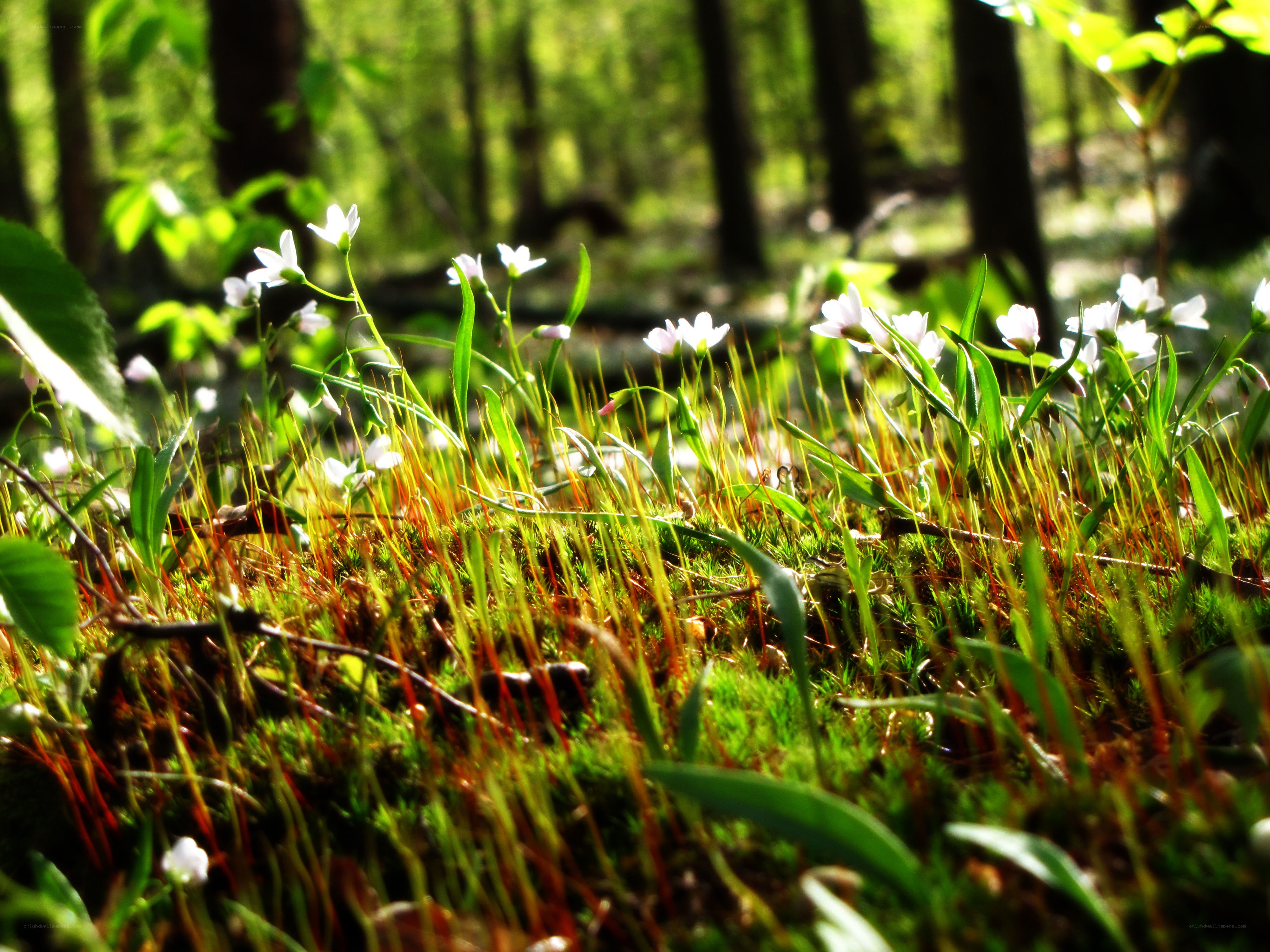 Forest floor with moss and flowers