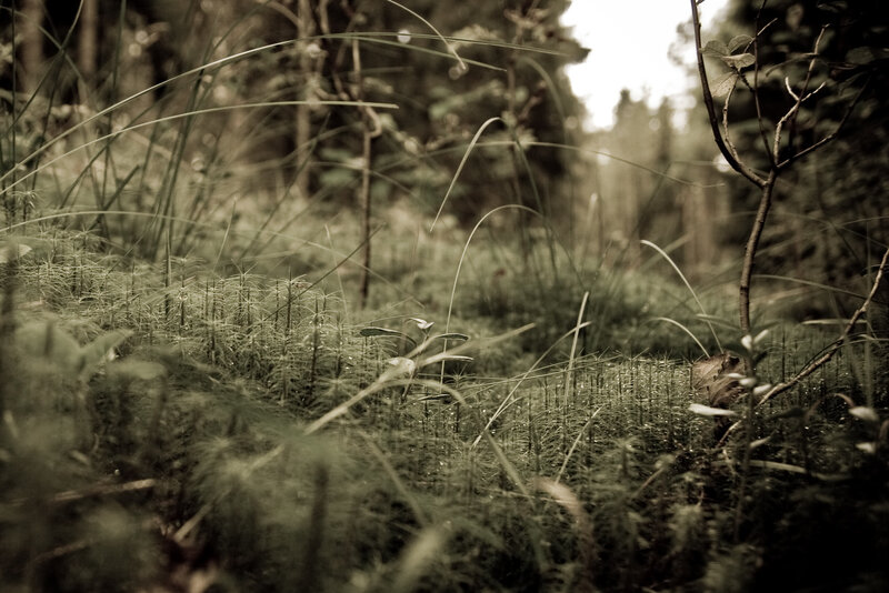 Forest floor with moss and grass