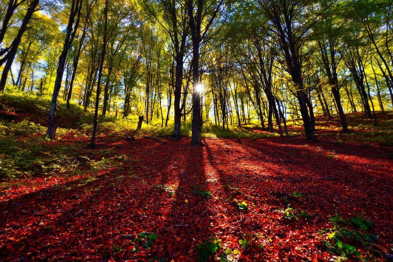 Forest Floor with Red Leaves