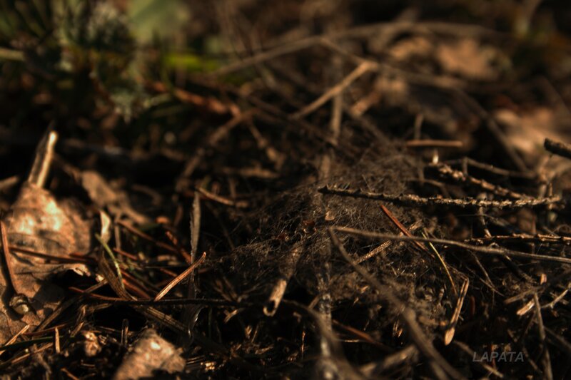 forest floor with spider web