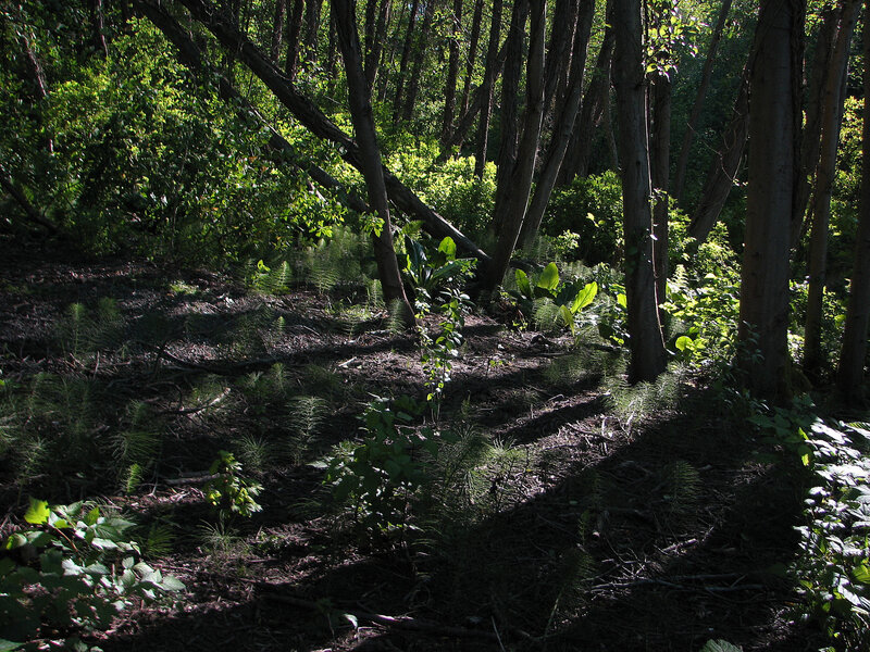 Forest Floor with Sunlight