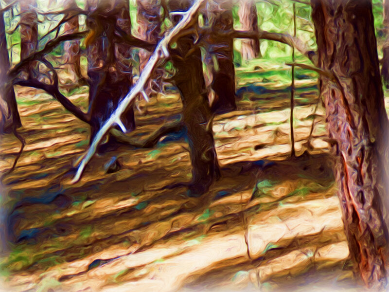 Forest Floor with Trees