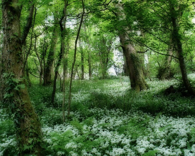 Forest Floor with Wild Garlic — Green