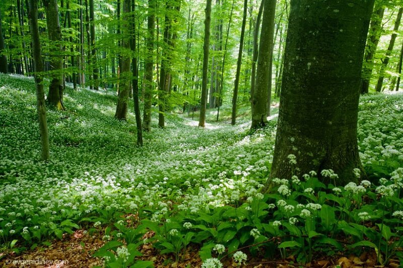 Forest Floor with Wild Garlic