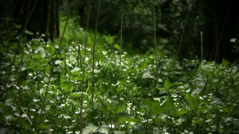 forest floor with wildflowers