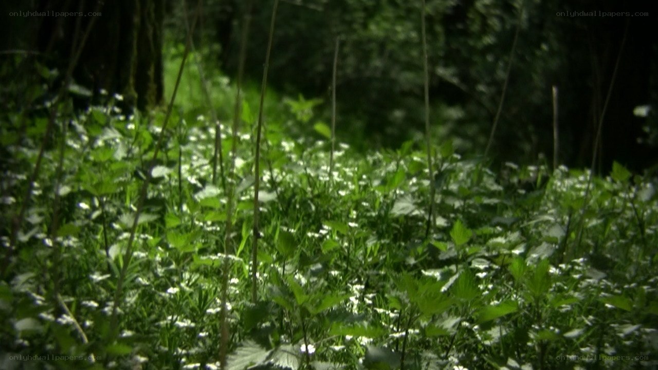 forest floor with wildflowers