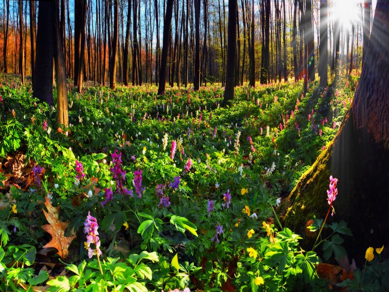 Forest Floor with Wildflowers — Green, Serene, Morning