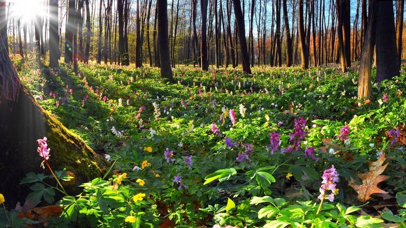 Forest Floor with Wildflowers — Green