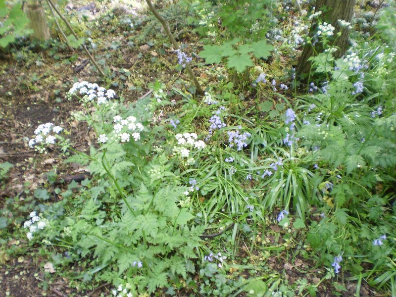 forest floor with wildflowers