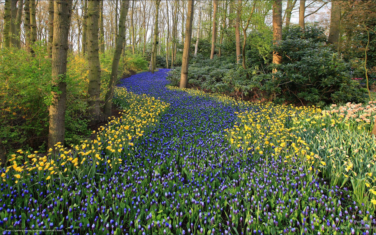 Forest flower path