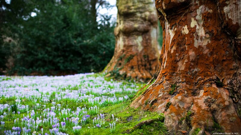 Forest flowers and tree trunks