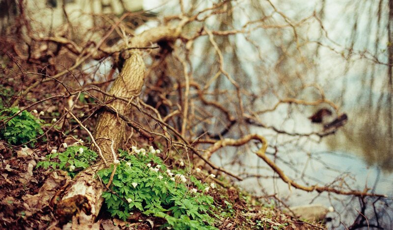 Forest flowers near a stream