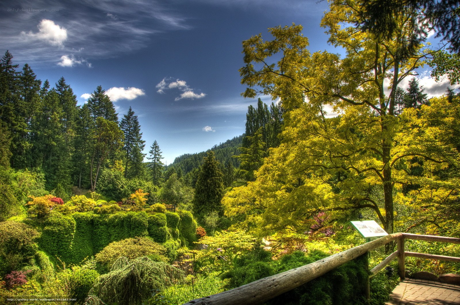 Forest garden with wooden railing